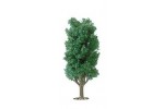 drzewo liściaste buk 15 cm