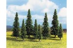 Model spruce trees