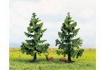 Spruce trees (2SZT.)